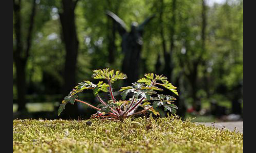 FT_Parkfriedhof_910_2011