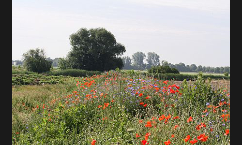 FT_Stadtbild_993__2011 FT_Stadtbild_993__2011
