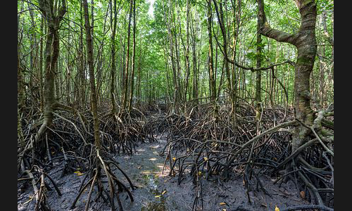 Kambodscha_197_Mangrovenwald_Koh_Kong