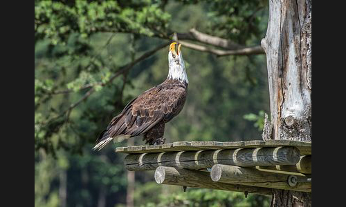 Planzen_Tiere_798_Adlerwarte_Berlebeck