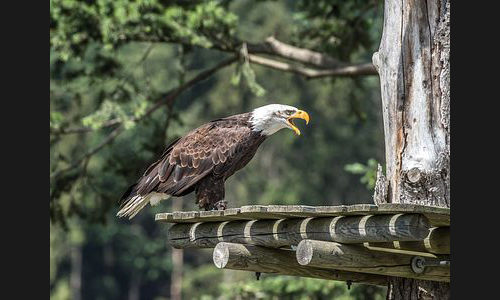 Planzen_Tiere_799_Adlerwarte_Berlebeck