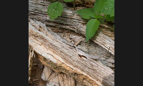 Planzen_Tiere_813_Am_Rothaarsteig