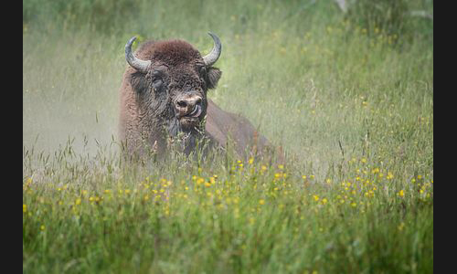 Planzen_Tiere_815_2022_Wisent