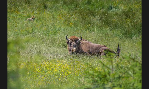 Planzen_Tiere_816_2022_Wisent