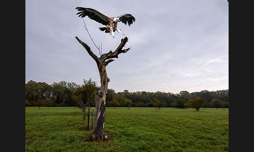 Planzen_Tiere_821_Montage_Biedensand_Guttenberg