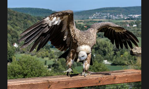 Planzen_Tiere_822_Burg_Guttenberg