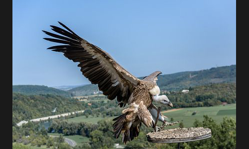 Planzen_Tiere_824_Burg_Guttenberg