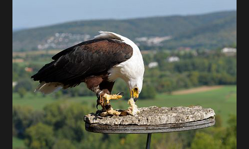 Planzen_Tiere_835_Burg_Guttenberg_19