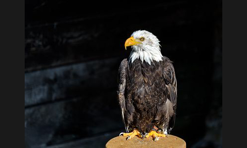 Planzen_Tiere_842_Burg_Guttenberg_07