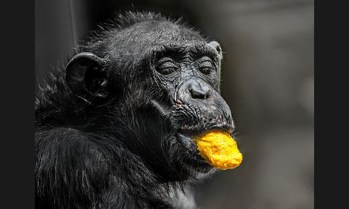 Planzen_Tiere_847_Landau_Zoo_19_Schimpanse_4x3