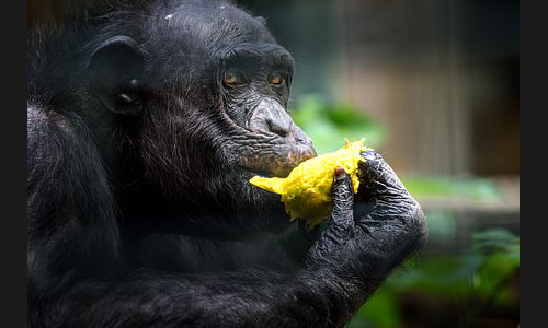 Planzen_Tiere_848_Landau_Zoo_18_Schimpanse