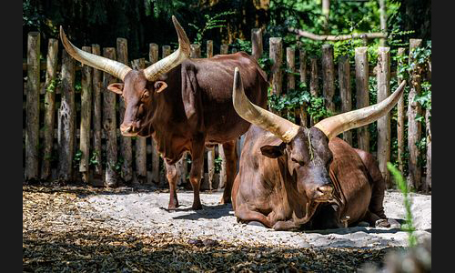 Planzen_Tiere_850_Landau_Zoo_16_Watussirind