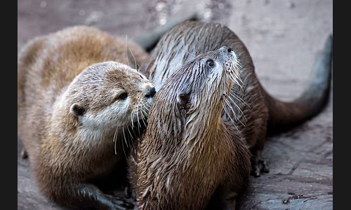 Planzen_Tiere_851_Landau_Zoo_15_Zwergotter