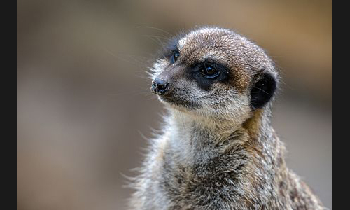 Planzen_Tiere_855_Landau_Zoo_11_Erdmaennchen