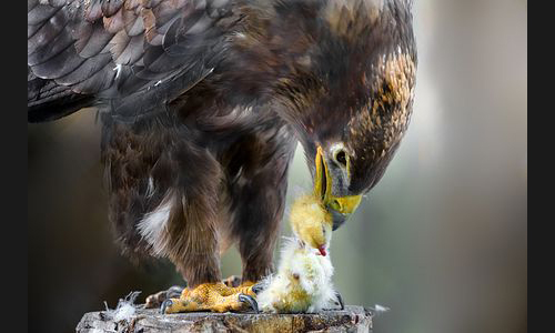 Planzen_Tiere_859_Roxheim_Vogelpark_04