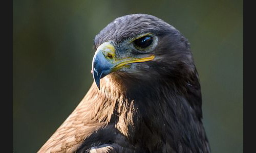 Planzen_Tiere_861_Roxheim_Vogelpark_02