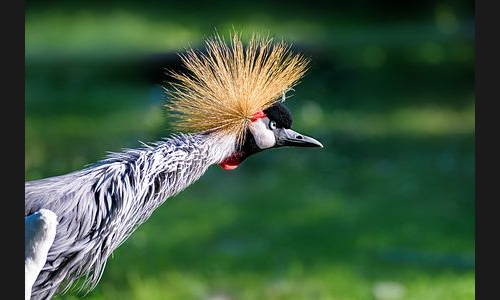 Planzen_Tiere_862_Roxheim_Vogelpark_01