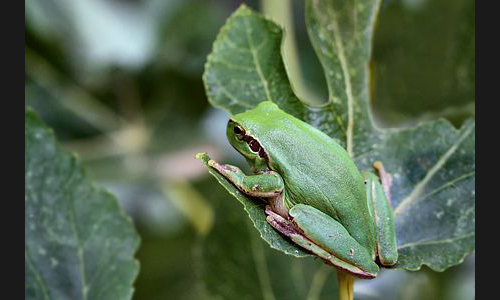 Planzen_Tiere_863_Laubfrosch_001