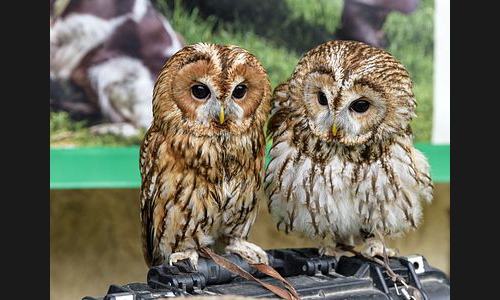 Planzen_Tiere_871_FT_Mittelaltermarkt_2019_16