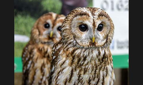 Planzen_Tiere_872_FT_Mittelaltermarkt_2019_15