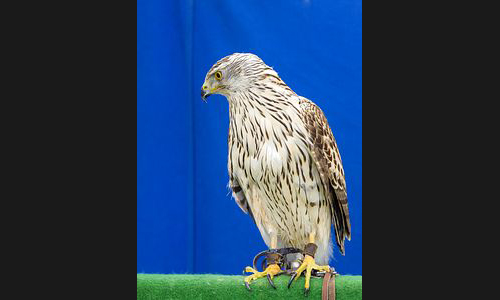 Planzen_Tiere_873_FT_Mittelaltermarkt_2019_14