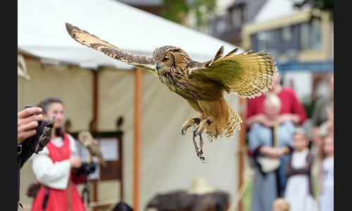 Planzen_Tiere_877_FT_Mittelaltermarkt_2019_10