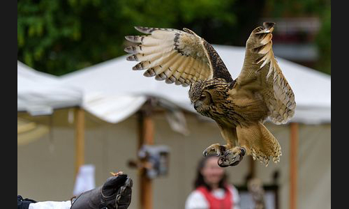 Planzen_Tiere_880_FT_Mittelaltermarkt_2019_07