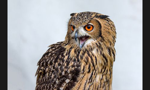 Planzen_Tiere_885_FT_Mittelaltermarkt_2019_02