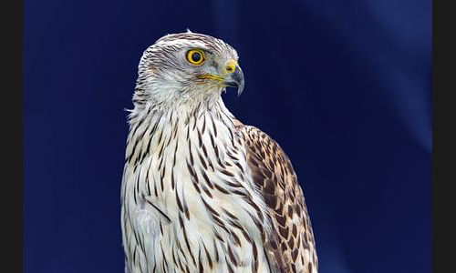 Planzen_Tiere_886_FT_Mittelaltermarkt_2019_01