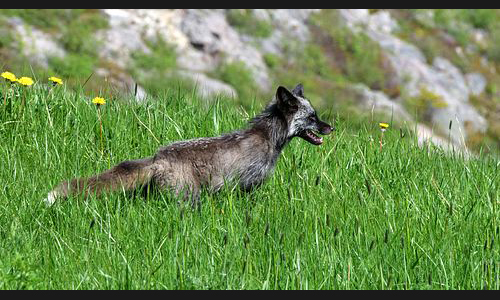 Planzen_Tiere_887_Kanada_16