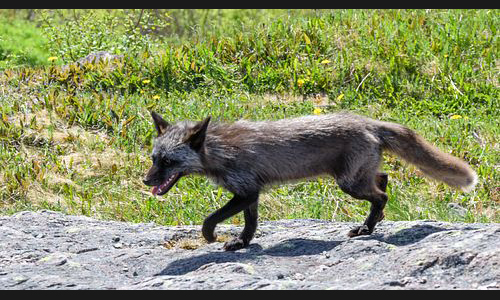 Planzen_Tiere_888_Kanada_15