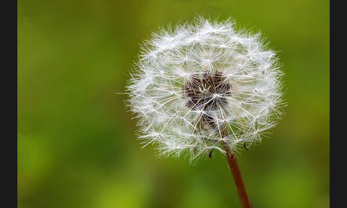 Planzen_Tiere_889_DT_16757_Pusteblume