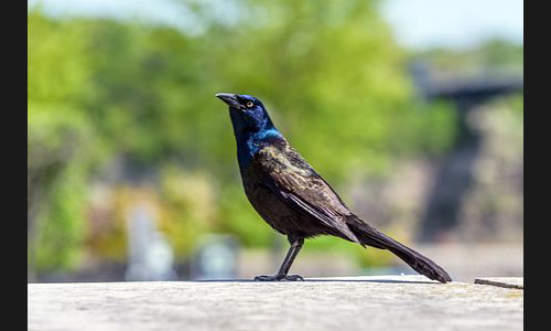 Planzen_Tiere_891_Kanada_07
