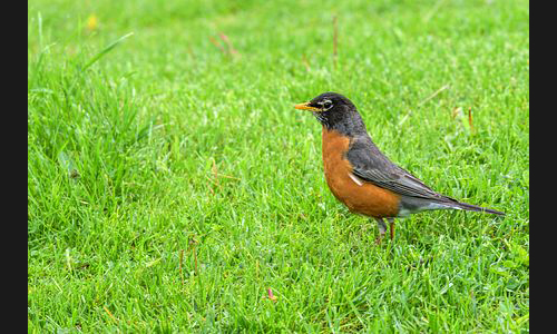 Planzen_Tiere_897_Kanada_01