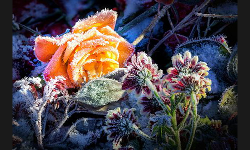 Planzen_Tiere_901_DS10_7035_Eisblumen3