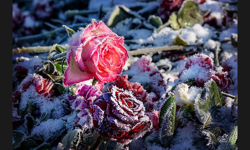 Planzen_Tiere_902_DS10_7022_Eisblumen2