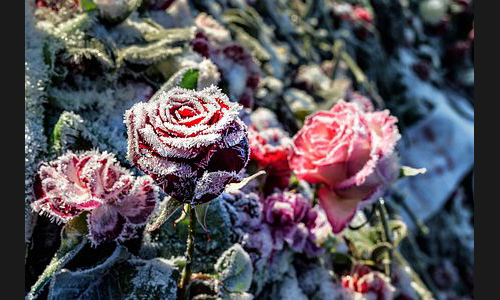 Planzen_Tiere_903_DS10_6960_Eisblumen1