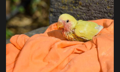 Planzen_Tiere_904_Jungvogel