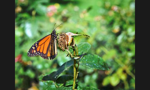 Planzen_Tiere_905_Schmetterling_01