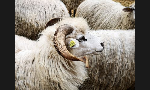 Planzen_Tiere_906_Schafe_03_Erdekaut