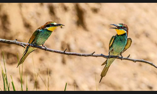 Planzen_Tiere_909_Bienenfresser_14