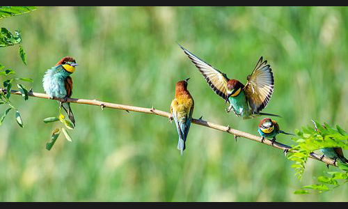 Planzen_Tiere_915_Bienenfresser_06