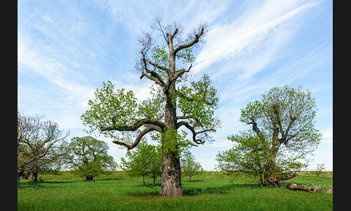 Planzen_Tiere_918_Freinsheim_DS8_0883