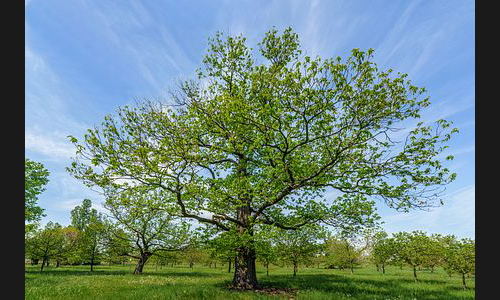 Planzen_Tiere_919_Freinsheim_DS8_0874