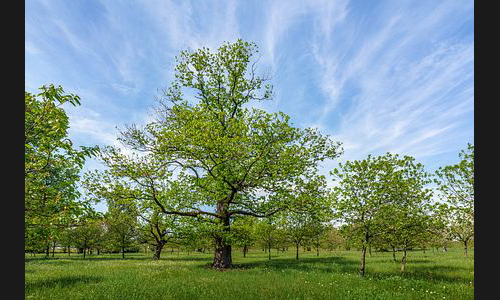 Planzen_Tiere_920_Freinsheim_DS8_0872