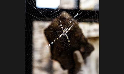 Planzen_Tiere_921_Spinne_001_Pre_Rup_Angkor_Kambodscha