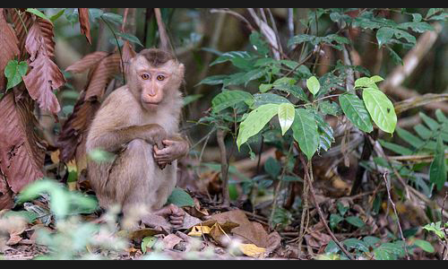Planzen_Tiere_923_Affe_04_5565_Khao_Yai_Nationalpark_Thailand