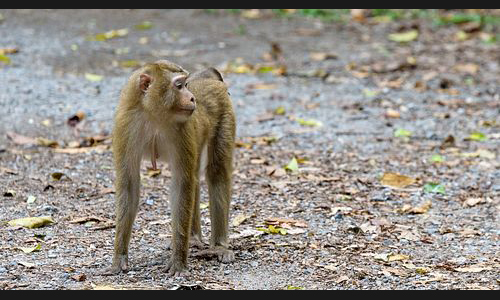 Planzen_Tiere_924_Affe_03_Khao_Yai_Nationalpark_Thailand