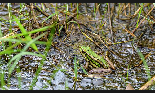 Planzen_Tiere_926_Frosch_01_Khao_Yai_Nationalpark_Thailand