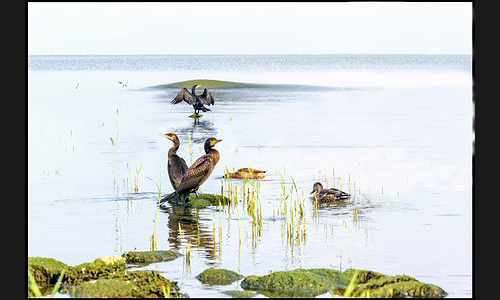 Planzen_Tiere_929_Kormorane_01